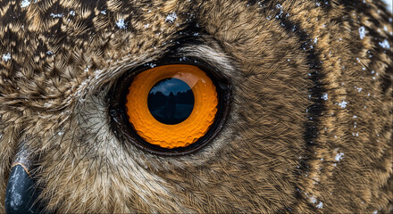Obraz premium Eurasian eagle owl eye macro with bright orange iris
