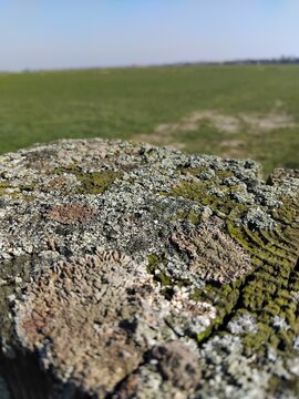 old wooden fencepost overlooking a green field in spring