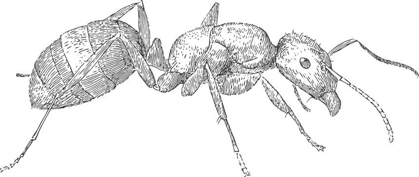 Detailed black and white illustration of an ant with segmented body and antennae