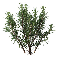 Obraz premium Green Rosemary Branch Bundle Close Up View For Culinary Use