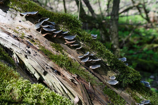 Smoky Bracket fungus (Bjerkandera adusta) growing on a mossy fallen log.