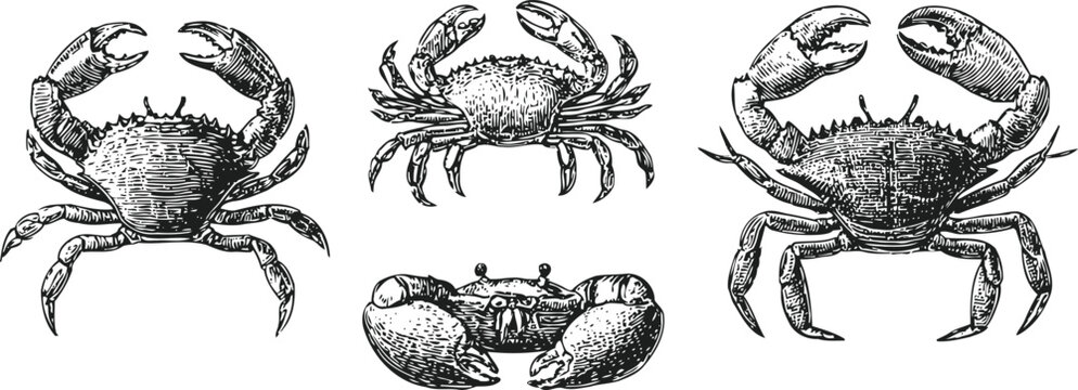 Detailed hand drawn crabs illustration set four black and white crustaceans in various poses marine life sketch, ocean animals collection
