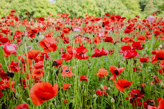 Poppy flower, beautiful blooming red poppy flowers outdoor at daytime in a field in the Japanese Showa Kinen Park during springtime season in May near Tokyo city in Japan.