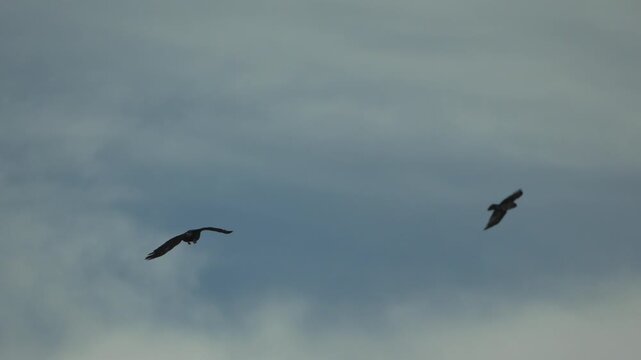 Crows ravens flying slowly high in a dramatic cloudy blue sky, representing freedom and nature concepts