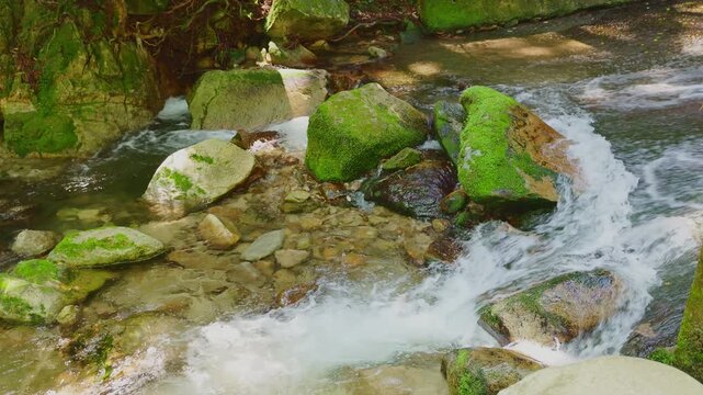 新緑の森を流れる清流と苔むした岩の風景（佐賀県）