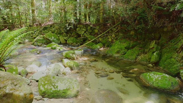 新緑の森を流れる清流と苔むした岩の風景（佐賀県）