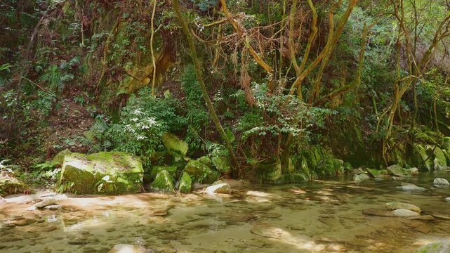 新緑の森を流れる清流と苔むした岩の風景（佐賀県）