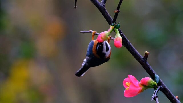 Black-throated Bushtit Hanging Upside Down on Flowering Branch with Bee