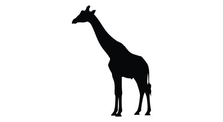 A striking black giraffe stands prominently against a bright white background silhouette © nhpvect02