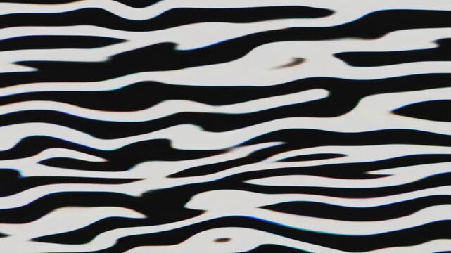 black and white zebra print animal skin pattern
