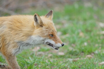Fototapeta premium Red Fox Carrying Its Prey