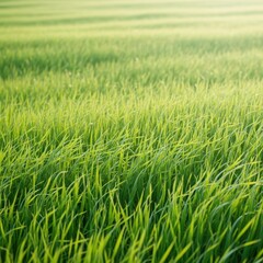 Fototapeta premium Serene field of green grass gently swaying under the soft morning light, evoking deep relaxation and natural tranquility and peace, dew, tranquility, texture