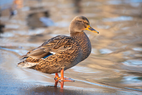 Mallard duck, anas platyrhynchos, waddle on shore of pond, wetland water birds 