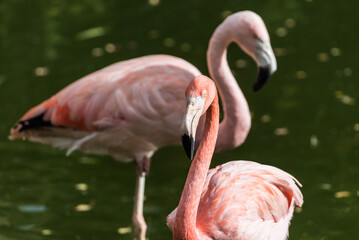 Fototapeta premium Pink flamingos standing in a pond with green water in a tropical zoo environment 
