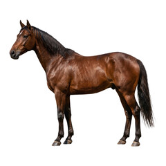 Obraz premium Single horse standing isolated on white background
