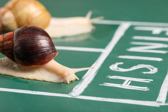 Snails near finish line on green racing track
