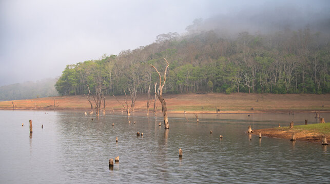 Periyar National Park in India, lake with forest, fog in the morning, wildlife Sanctuary, Idukki and Pathanamthitta in Kerala, watershed Pamba