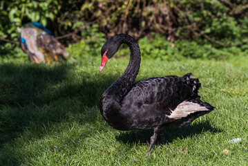 Elegant black swan walking on green grass in a park with a peacock in the background © Stephan