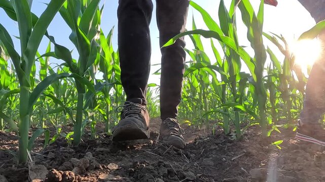 Young farmer and a female agronomist walk through rows of green corn in a agricultural field at sunset, analyzing the condition of the crops, low angle view - slow motion