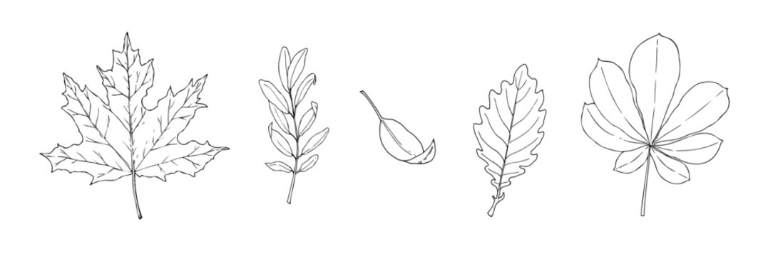 Vector set of autumn leaves. Maple, chestnut, oak graphic hand drawn samara fruit, isolated illustration. Botanical hand drawn illustration isolated on background. Ideal for seasonal, halloween