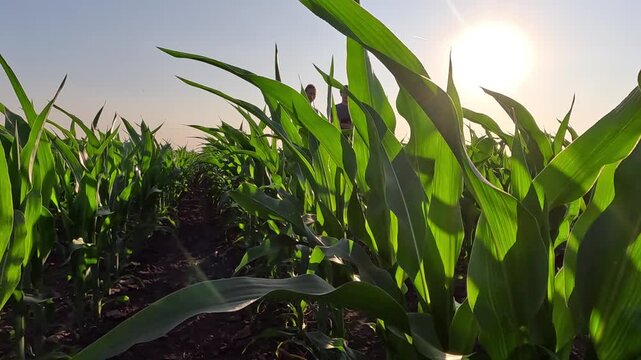 Young farmer and a female agronomist with digital tablet walking through rows of green corn in a agricultural field at sunset, analyzing the condition of the crops, low angle view - slow motion