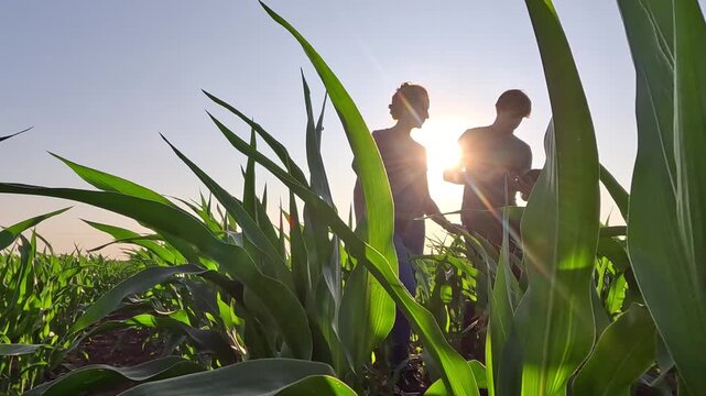 Young farmer and a female agronomist with digital tablet walking through rows of green corn in a agricultural field at sunset, analyzing the condition of the crops, low angle view - slow motion