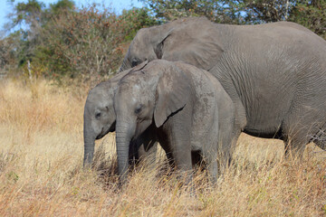 Fototapeta premium Afrikanischer Elefant / African elephant / Loxodonta africana