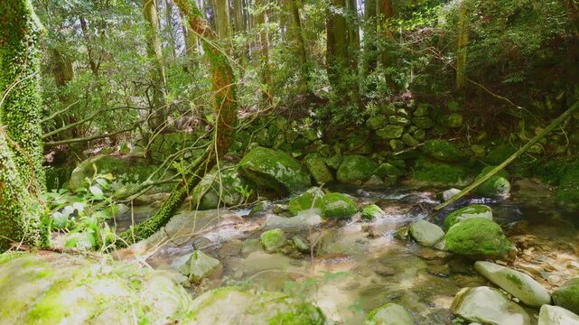 新緑の森を流れる清流と苔むした岩の風景（佐賀県）
