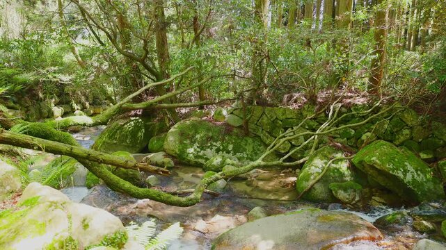 新緑の森を流れる清流と苔むした岩の風景（佐賀県）