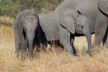 Fototapeta premium Afrikanischer Elefant / African elephant / Loxodonta africana