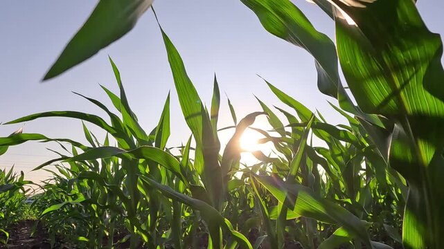 Walking in corn field at sunset, low angle view. Handheld camera moves between rows of corn in agricultural field, slow motion