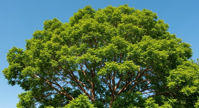Vibrant healthy green trees perfect for residential planting, offering excellent shade and enhancing suburban neighborhood beauty and landscaping projects, ornamental, botany, summer