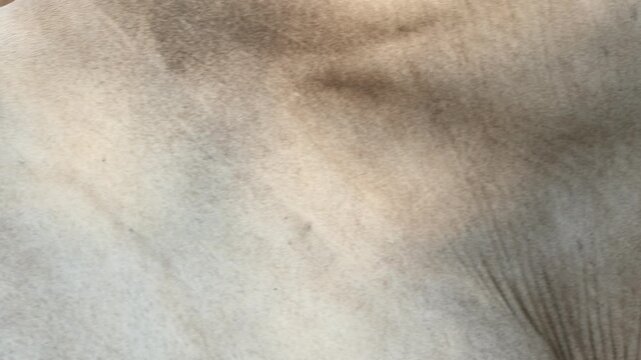 horse skin texture