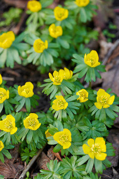 Nature, sustainable and flowers in empty garden for botany, blossom or spring growth in environment. Ecology, natural and yellow winter aconite for petals by leaves outdoor in park at countryside