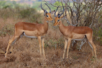Obraz premium Schwarzfersenantilope / Impala / Aepyceros melampus