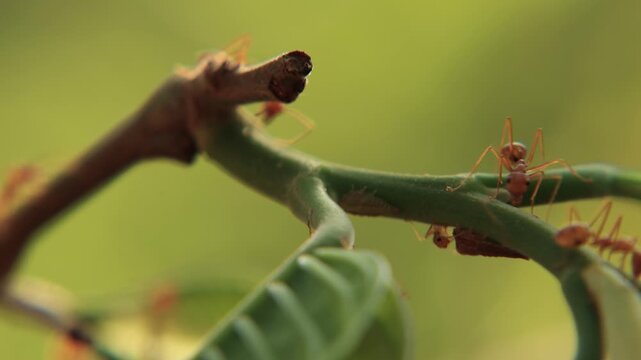 lizard on a leaf