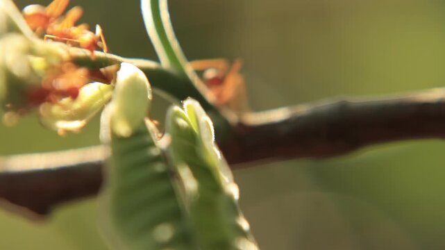close up of a plant