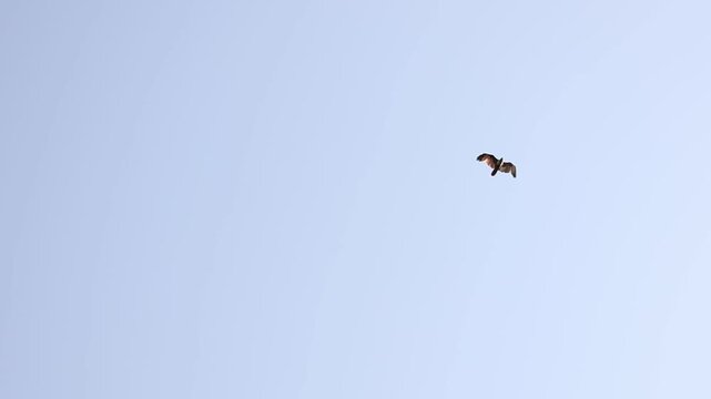 paragliding in the sky