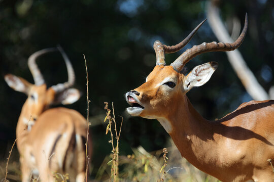 Schwarzfersenantilope / Impala / Aepyceros melampus
