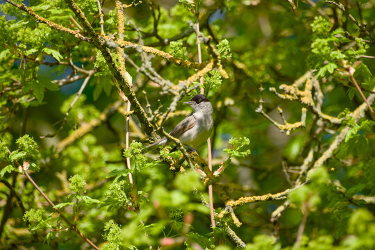 Male Eurasian blackcap perched in dense green foliage
