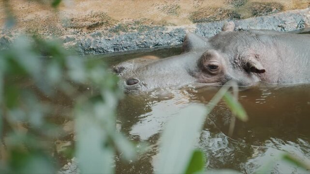 A hippopotamus resting in shallow water with eyes closed while its nose creates bubbles and ears gently move in a calm zoo enclosure