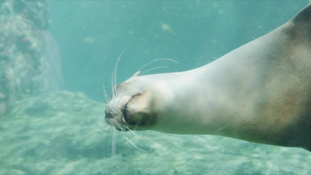 A sea lion swims gracefully underwater, passing close to the camera. The scene captures smooth movement and natural aquatic behavior in a clear blue environment inside a zoo or marine enclosure