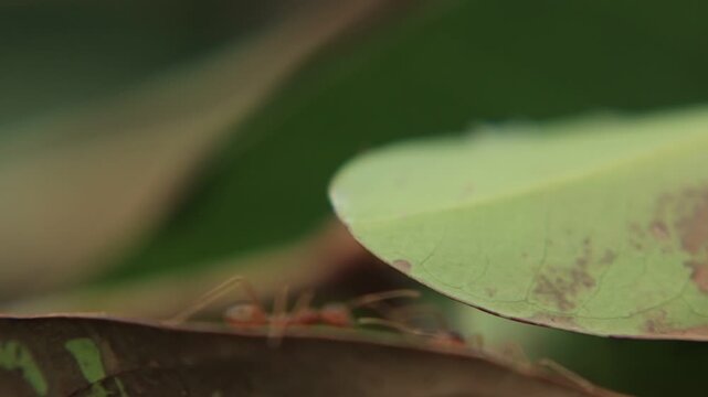 green leaf with water drops