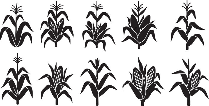 Black corn icons, corn stalk silhouettes, vector corn illustrations, agricultural symbols