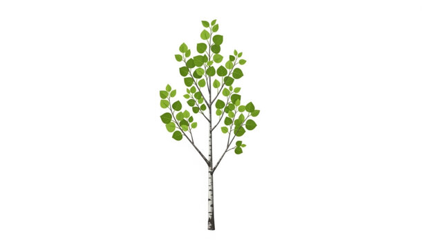 Young Aspen Tree Growth Stage Vector Illustration Isolated on White Background with Fresh Green Quaking Leaves