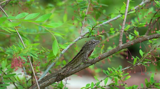 A male Brown Anole (Anolis sagrei) perches on a branch, displaying its vibrant orange and red dewlap, close up shot.