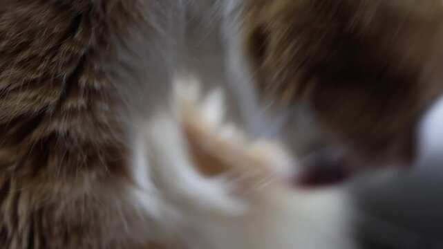 Intimate close-up shot of a cat grooming itself, with its fur and tongue in delicate focus. The blurred background enhances the tactile texture of the fur, creating a cozy, serene mood.