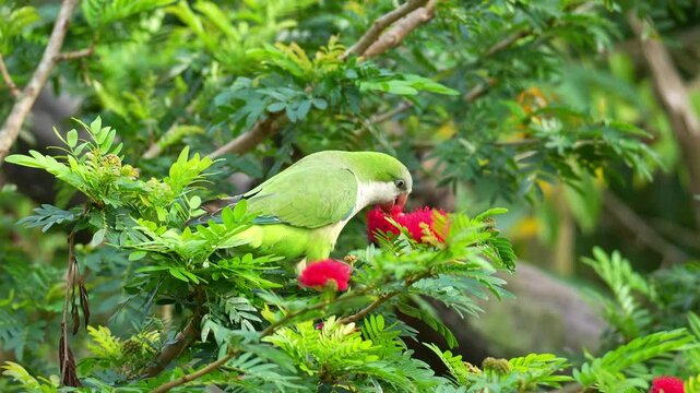 A wild Monk parakeet (Myiopsitta monachus) feeds on red powderpuff flower, close up shot.