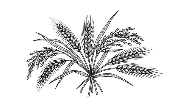 Hand Drawn Wheat Rice Botanical Vector Illustration