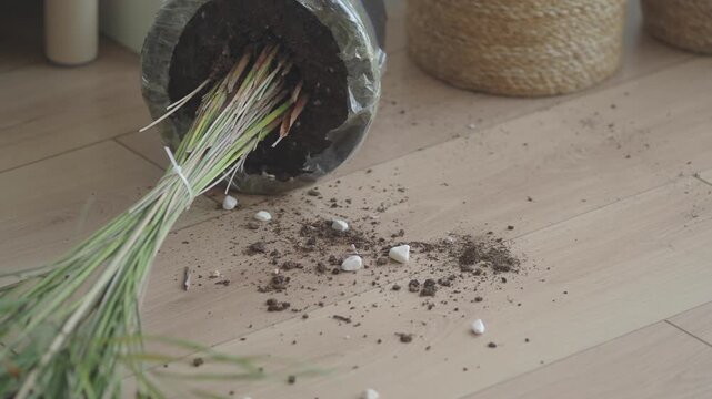 Uprooted houseplant lies on light wooden floor with spilled soil and white stones around.